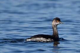 Black-necked Grebe