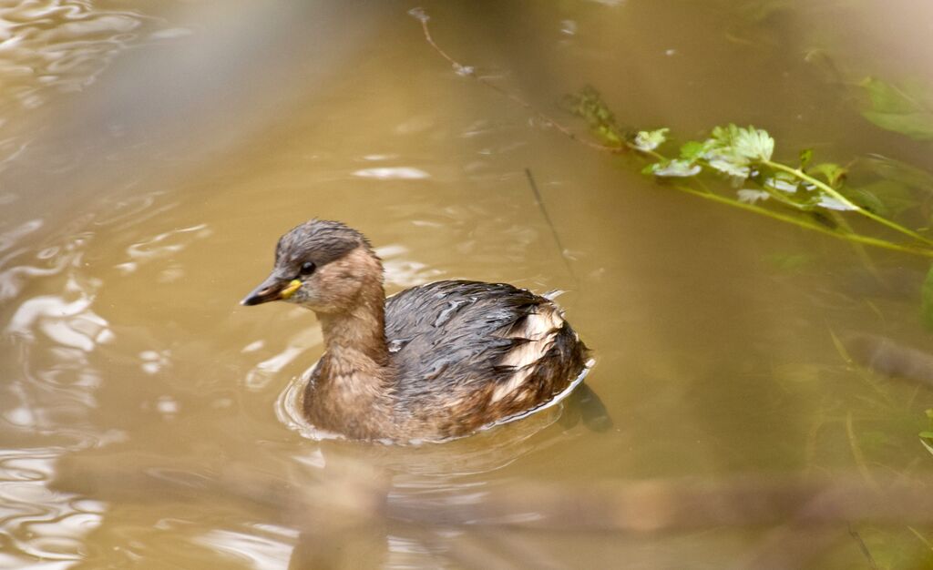 Little Grebeadult post breeding, identification, swimming