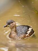 Little Grebe