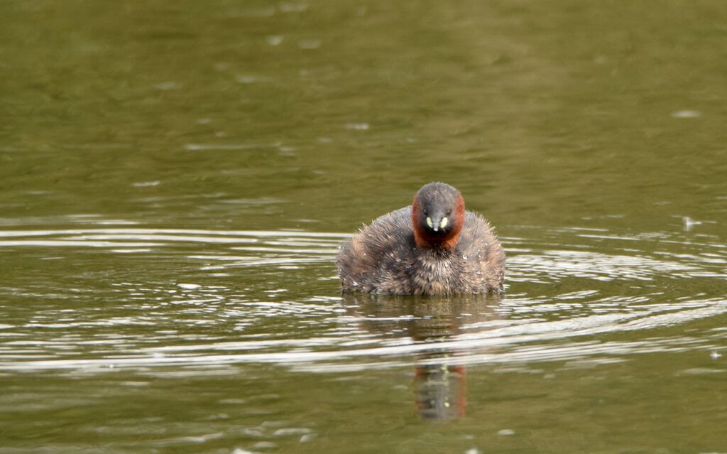 Little Grebeadult breeding, identification, swimming