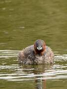 Little Grebe