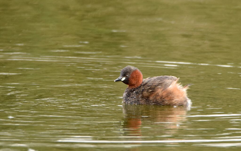 Little Grebeadult breeding, identification, swimming