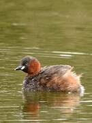 Little Grebe