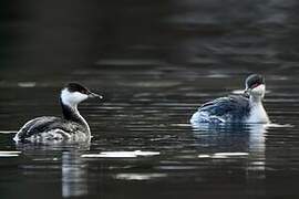 Horned Grebe