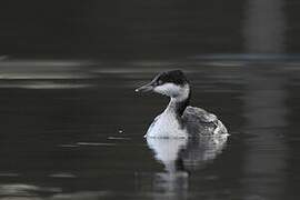 Horned Grebe