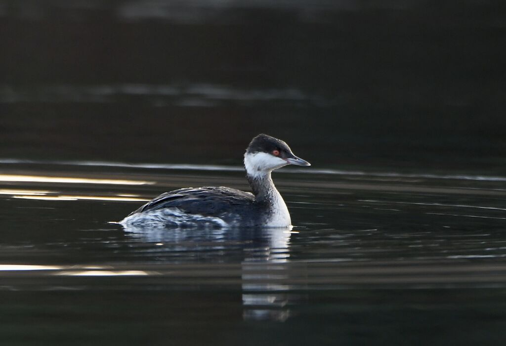 Horned Grebeadult post breeding, identification, swimming