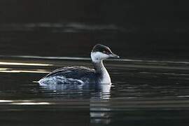 Horned Grebe