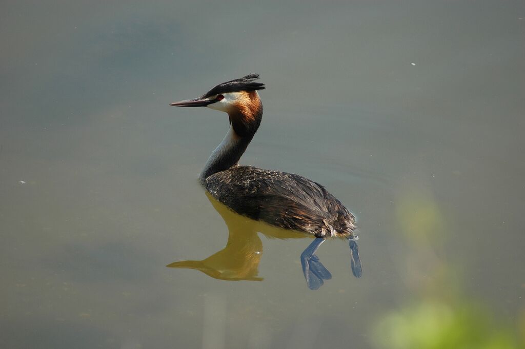 Great Crested Grebeadult breeding, identification, swimming