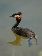 Great Crested Grebe