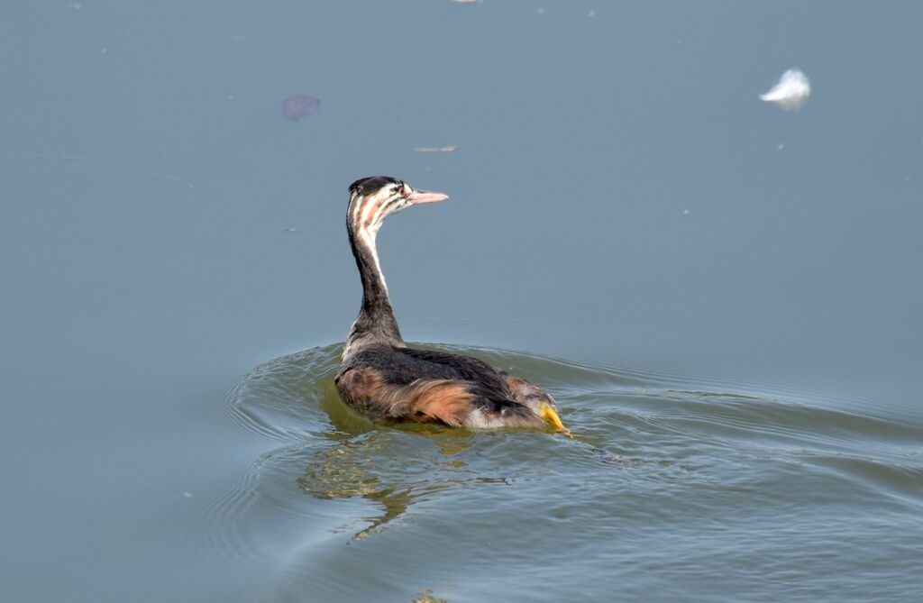 Great Crested Grebejuvenile, identification, swimming