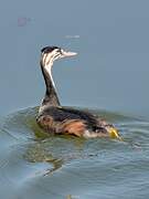 Great Crested Grebe