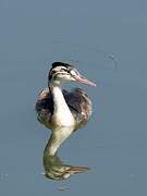Great Crested Grebe
