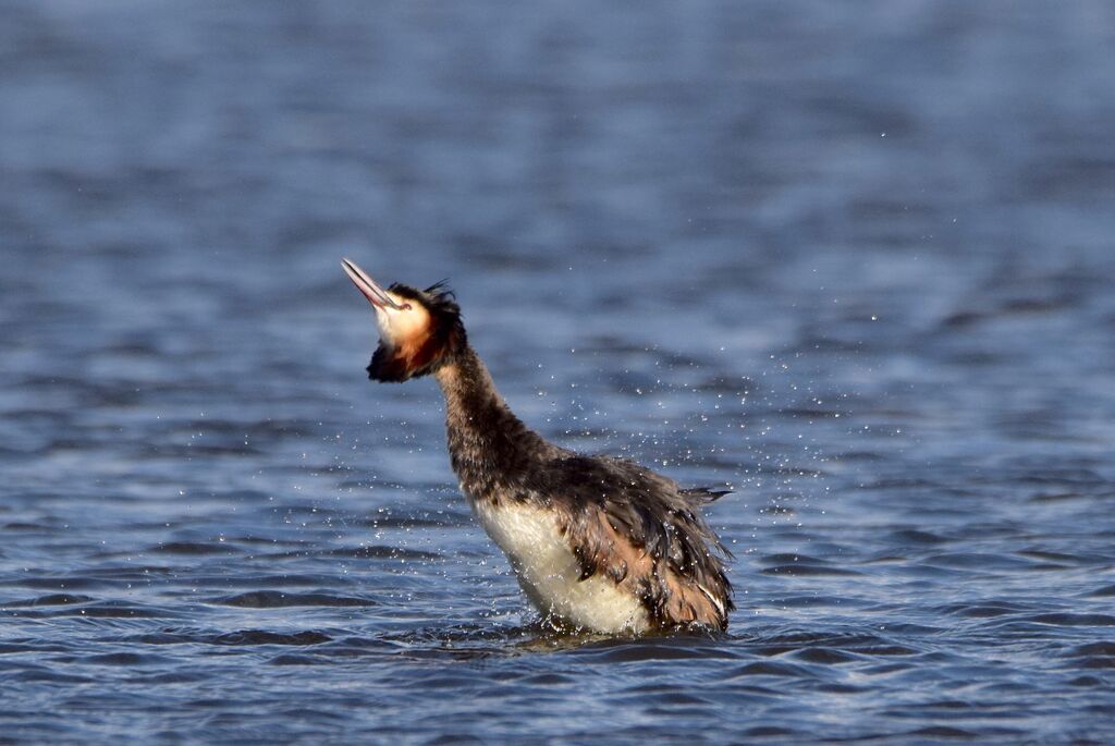 Great Crested Grebeadult breeding, identification