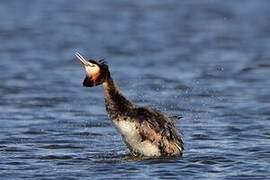 Great Crested Grebe