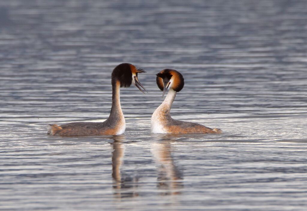 Great Crested Grebeadult breeding, pigmentation, swimming, courting display