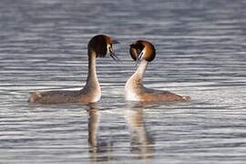 Great Crested Grebe