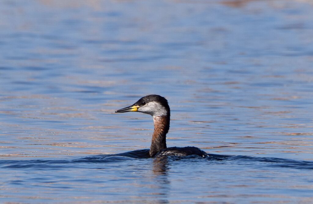 Red-necked Grebeadult transition, identification, swimming