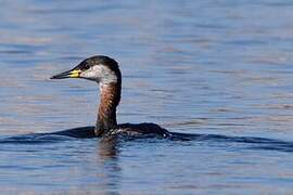 Red-necked Grebe