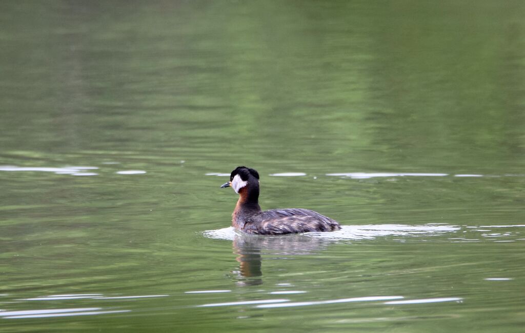 Red-necked Grebeadult breeding, identification, swimming