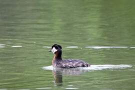 Red-necked Grebe