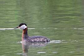 Red-necked Grebe