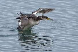 Red-necked Grebe