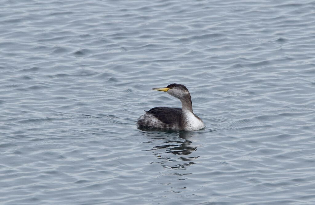 Red-necked Grebe, identification