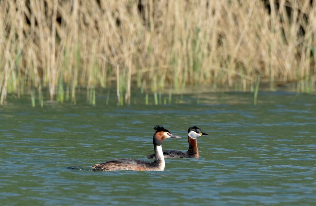 Red-necked Grebeadult breeding, identification, swimming