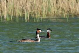 Red-necked Grebe