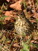 Song Thrush