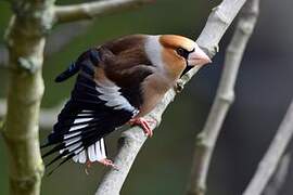 Hawfinch