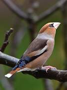 Hawfinch