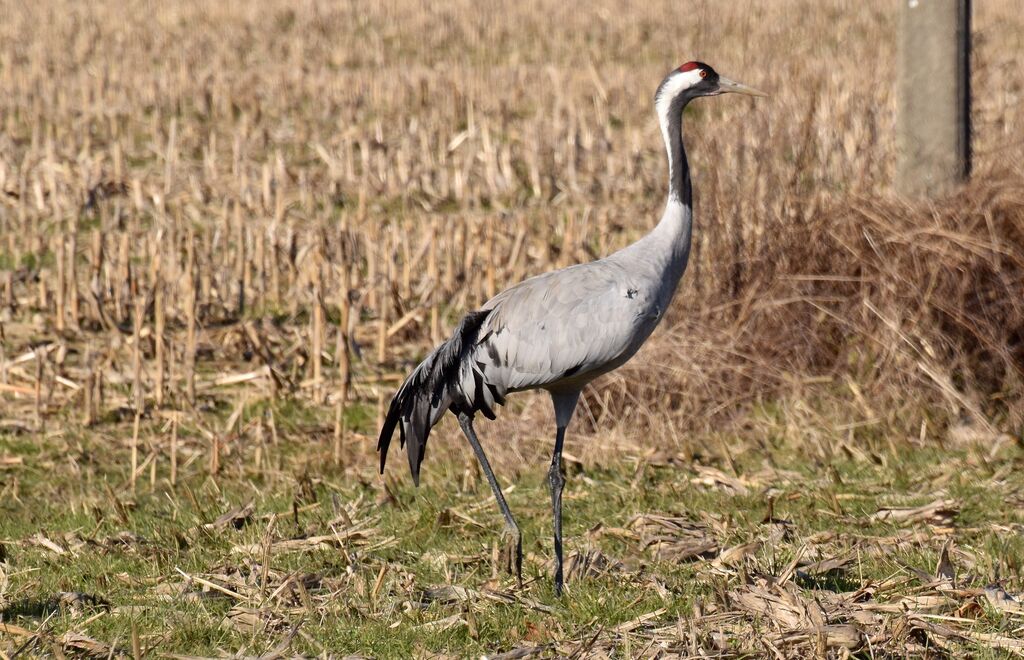 Common Craneadult post breeding, identification