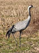 Common Crane