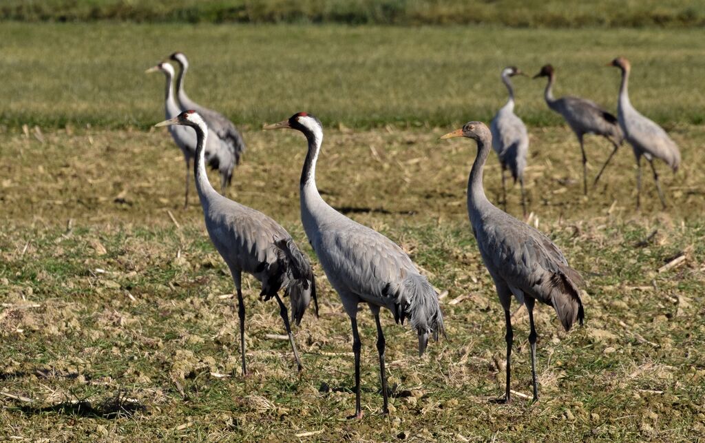 Common Crane