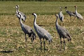 Common Crane