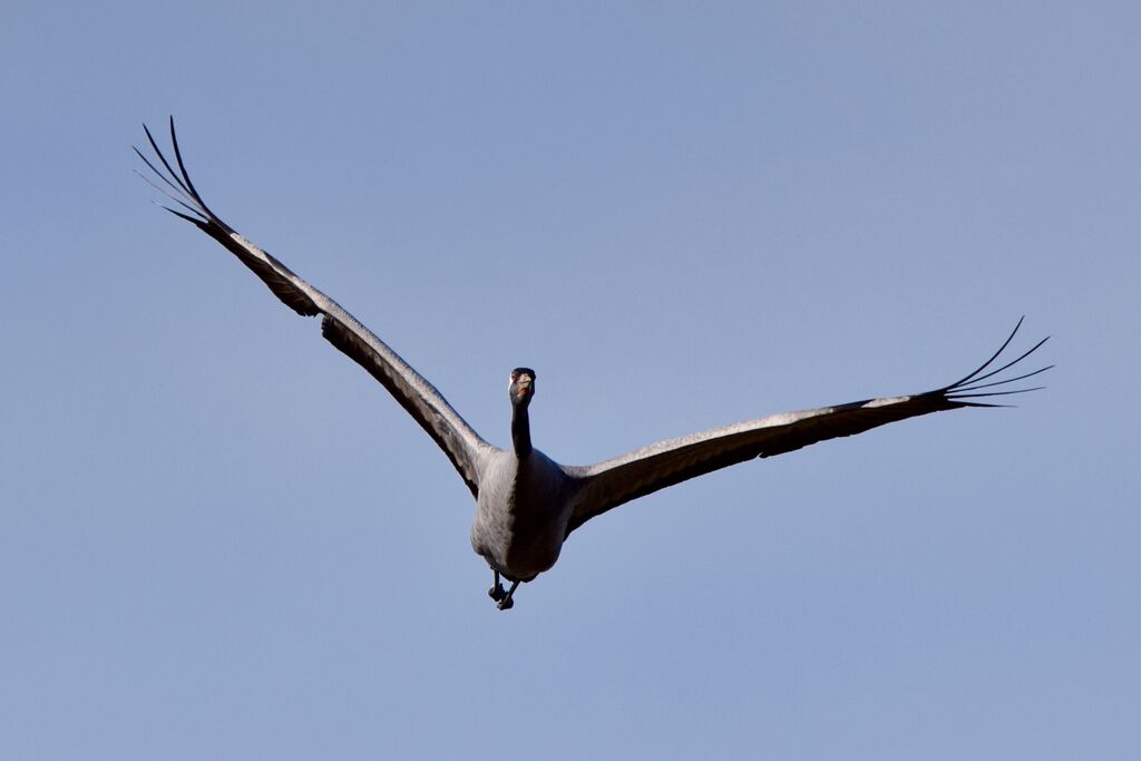 Common Craneadult post breeding, Flight