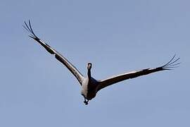 Common Crane