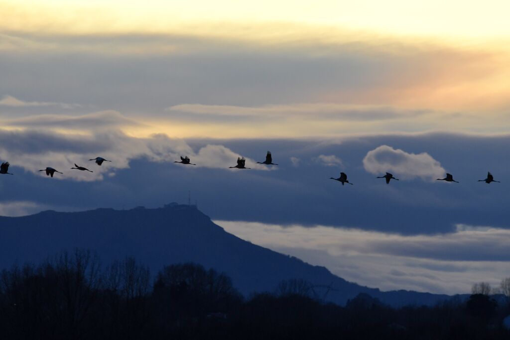 Common Crane, Flight