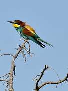 European Bee-eater