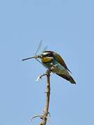 European Bee-eater