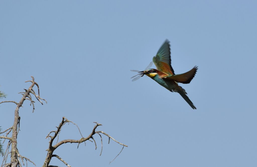 Guêpier d'Europeadulte, identification, Vol, pêche/chasse