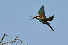 European Bee-eater