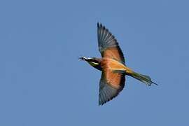 European Bee-eater