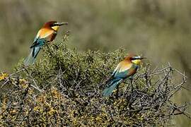 European Bee-eater