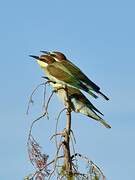 European Bee-eater