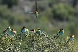 European Bee-eater