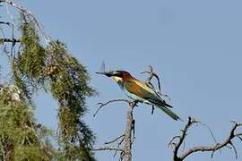 European Bee-eater