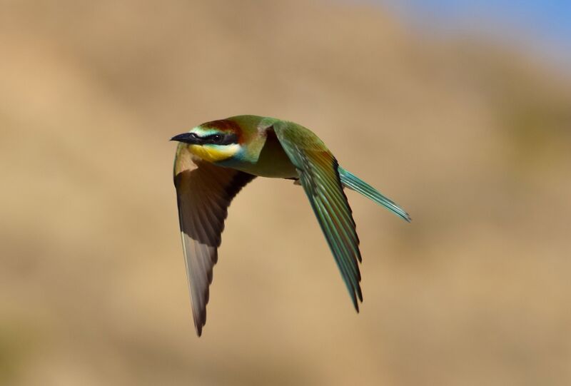 European Bee-eaterjuvenile, Flight