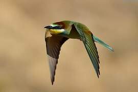 European Bee-eater